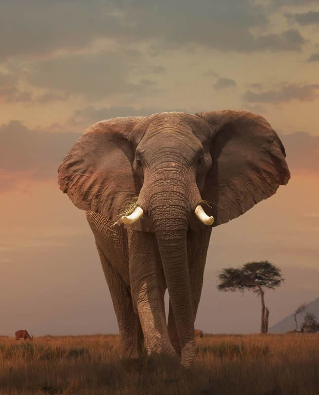 KENYA SAFARIS