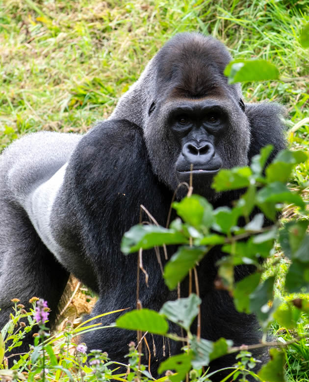UGANDA SAFARIS