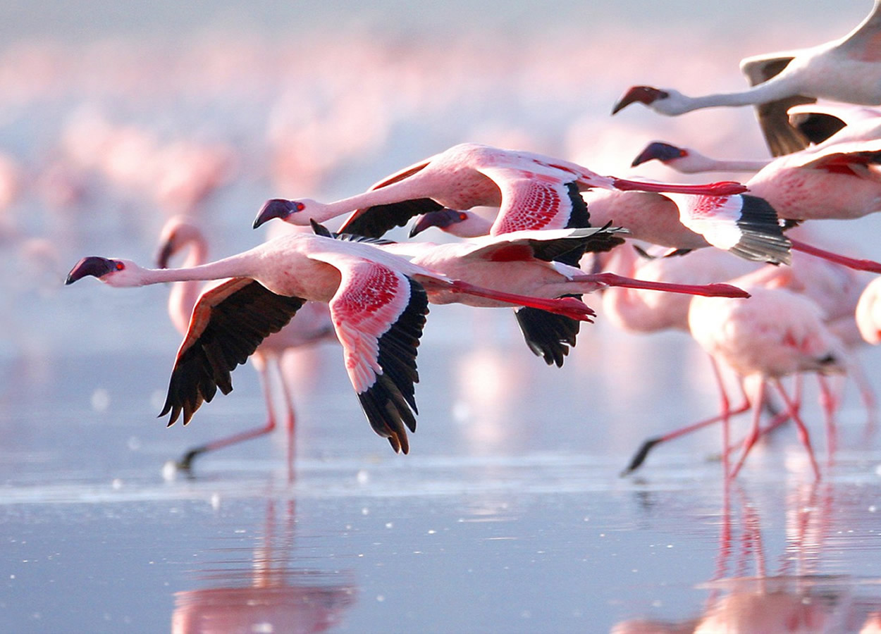 5 Days Lake Nakuru Safari