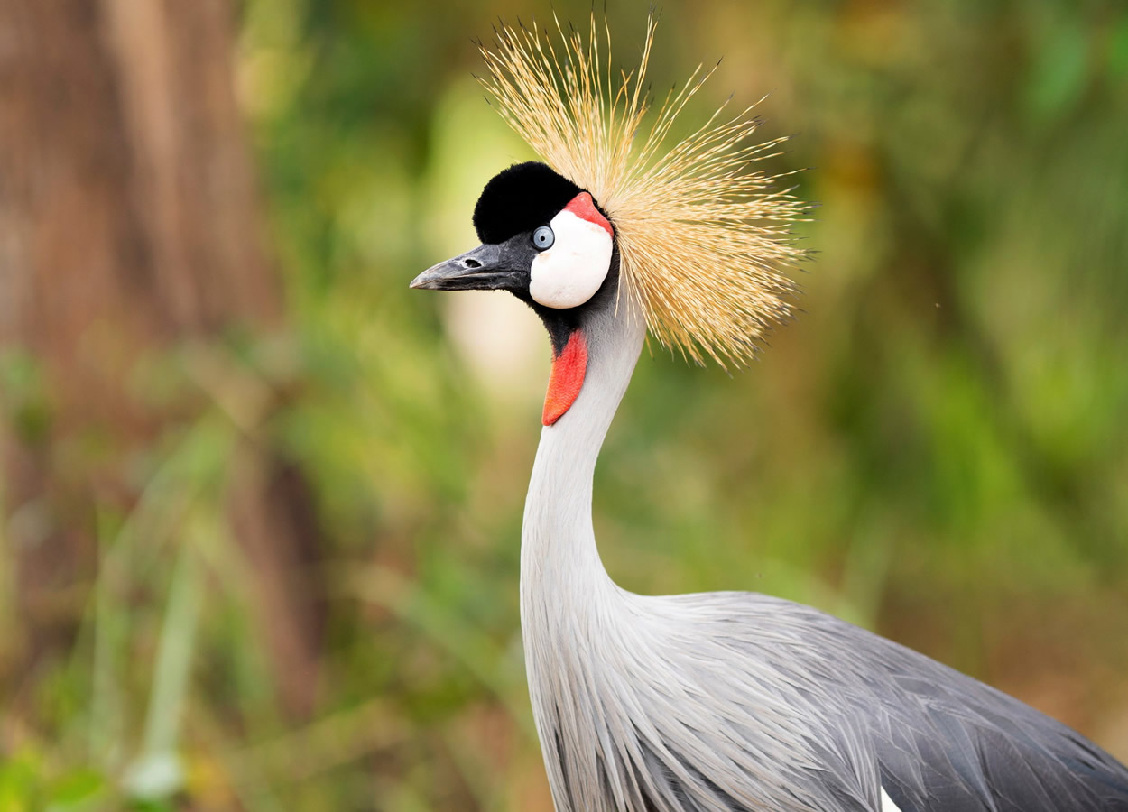 8 Days Safari In The Wild
