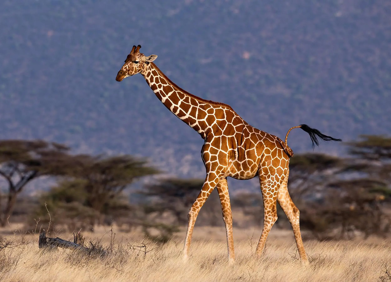 Kidepo
