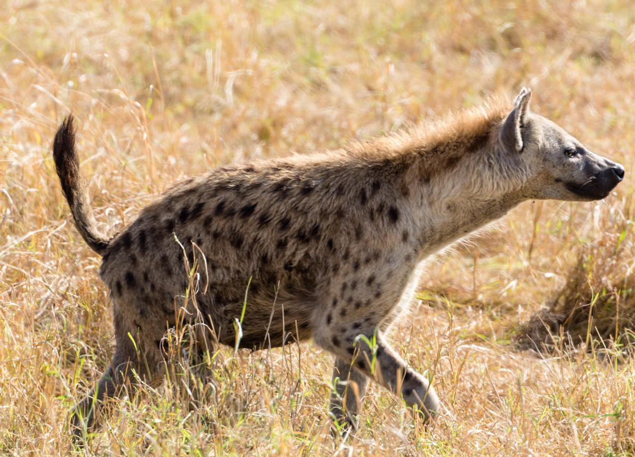 Amboseli National Park