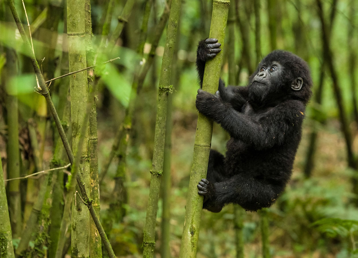 3 Days Mgahinga Gorilla Safari